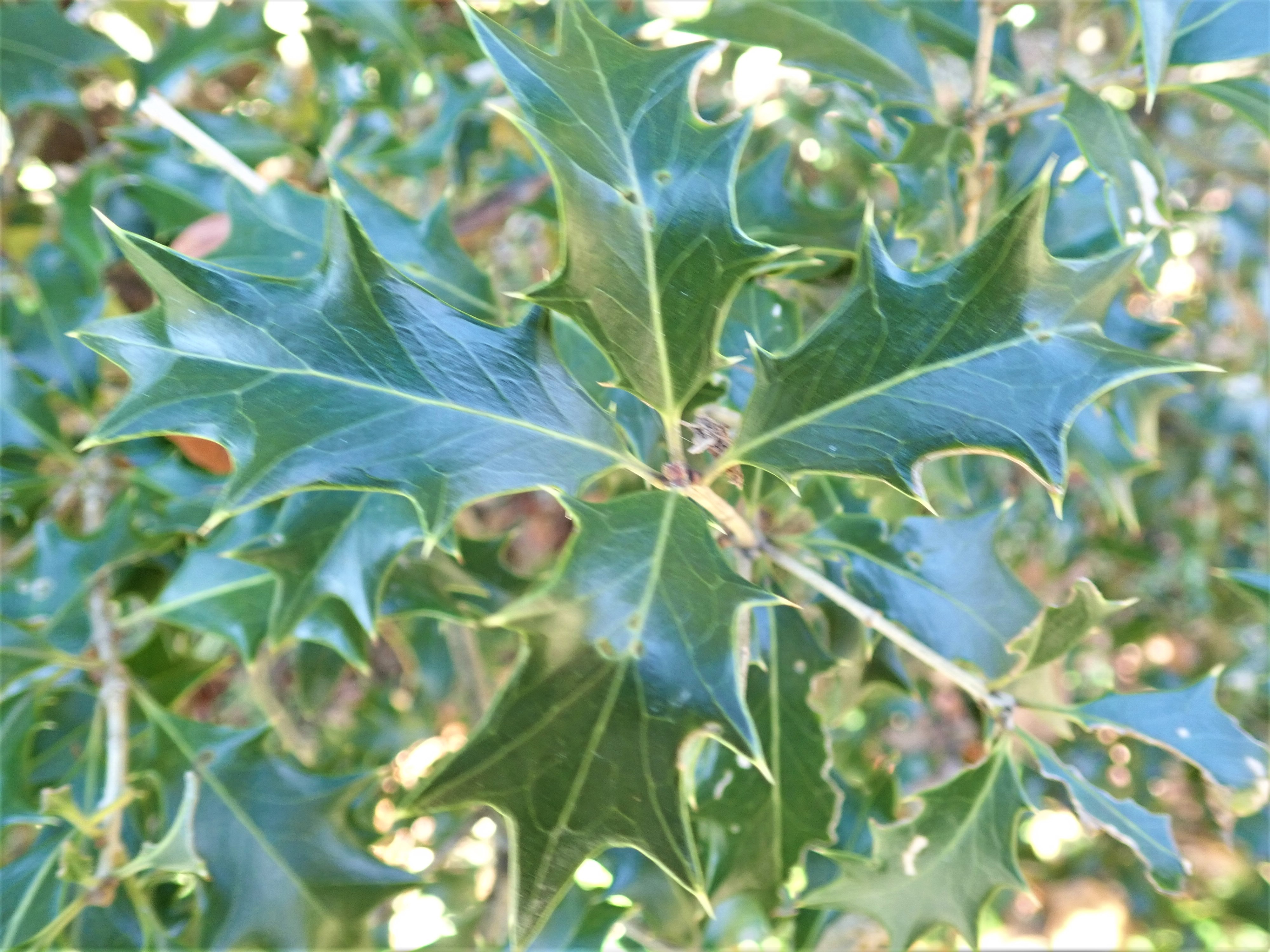 【完売】元気いっぱい！【可愛い天然野生の柊さん】柊/ヒイラギ/ひいらぎ 縁起木＊魔除け/天然野生の可愛い柊さん【柊＊ひいらぎ＊鉢植え